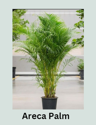 Areca Palm