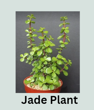 Jade Plant