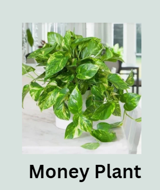 Money Plant-Indoor Plants