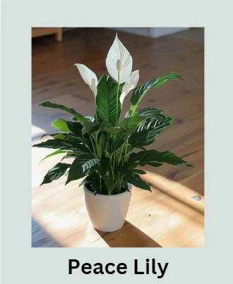 Peace Lily