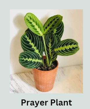 Prayer Plant