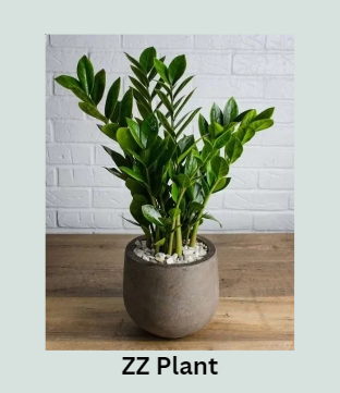 ZZ Plant