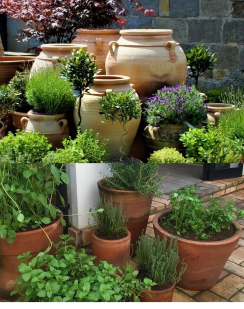 Corner Plants: Best Tips for Garden Decor