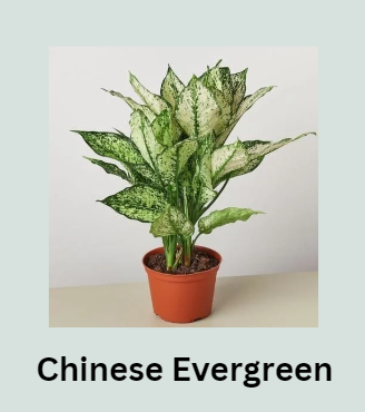 Chinese Evergreen