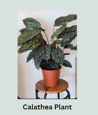 Calathea Plant