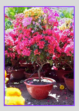 Bougainvillea