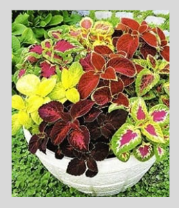 Coleus