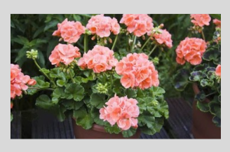 Geraniums