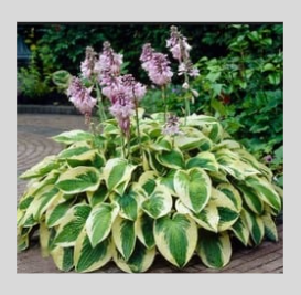 Hostas