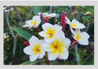 Plumeria