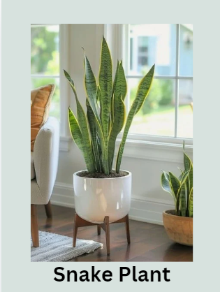 Snake Plant