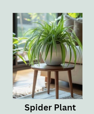 Spider Plant