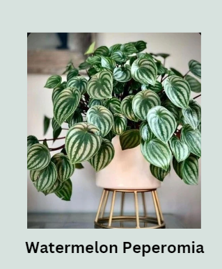 Watermelon Peperomia